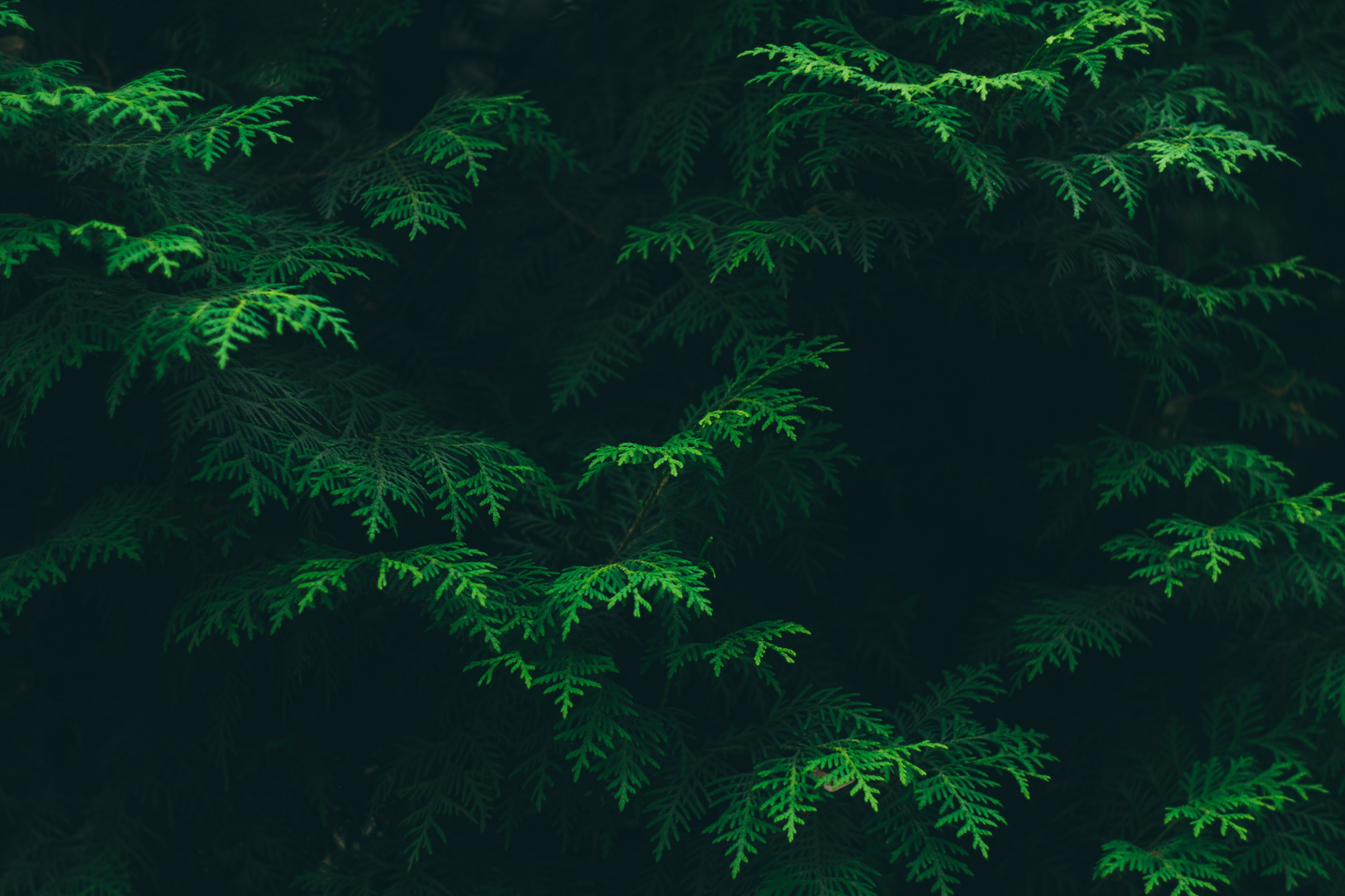 Conifer Leaves Background