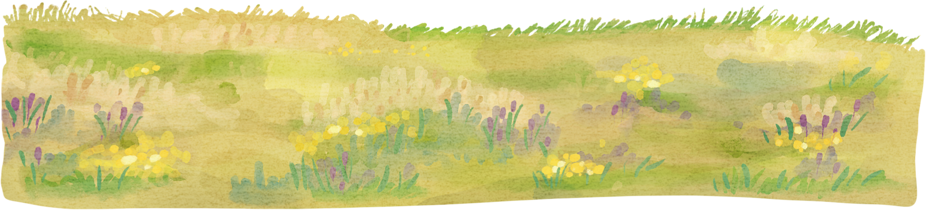 Grass Watercolor Illustration